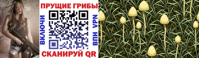 Псилоцибиновые грибы GOLDEN TEACHER  Славгород 